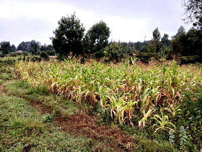 Quick Distress Sale! 100 by 100 Plot in Kahara, Ngong - Image 1