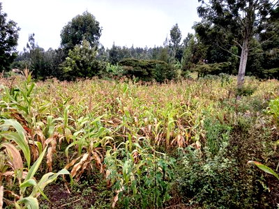 Quick Distress Sale! 100 by 100 Plot in Kahara, Ngong - Image 2