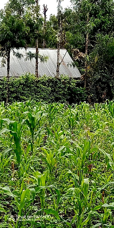 100by100 for in Kiserian - Image 6