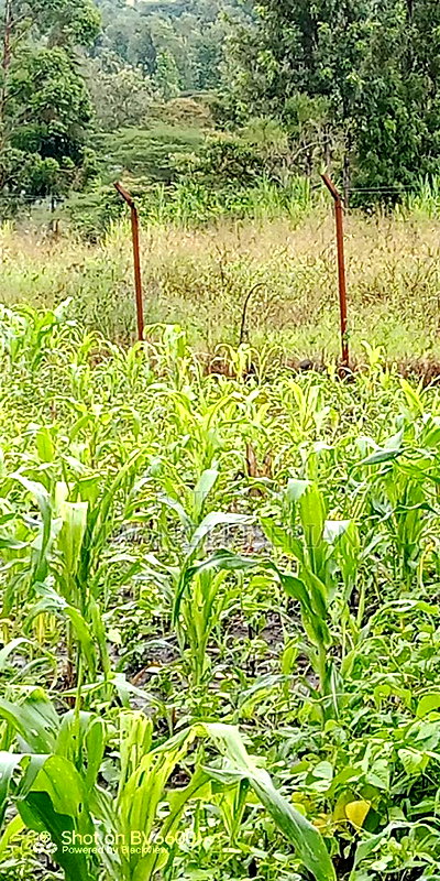 100by100 for in Kiserian - Image 5