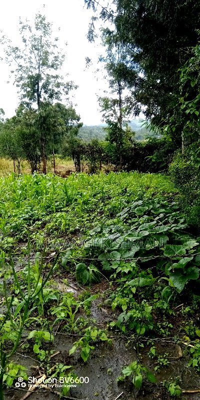 100by100 for in Kiserian - Image 13