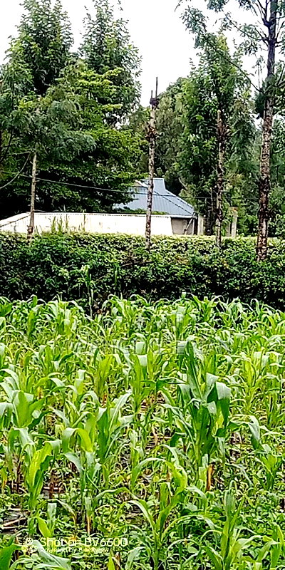 100by100 for in Kiserian - Image 7