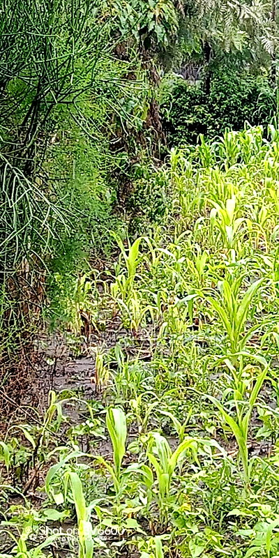 100by100 for in Kiserian - Image 4