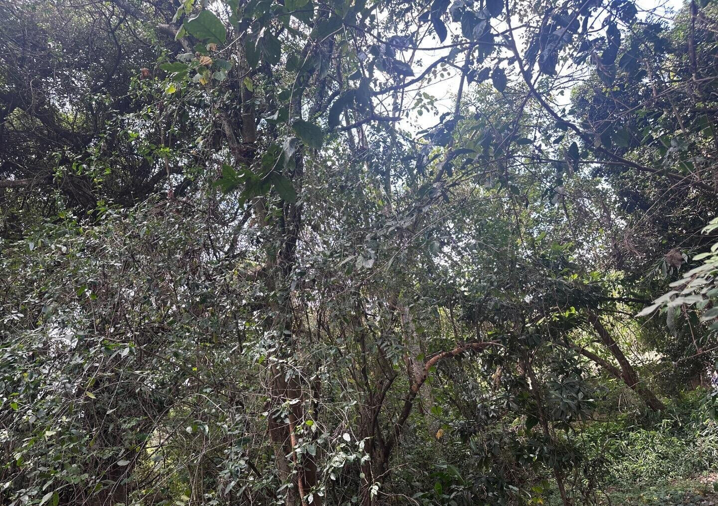 6-Acre Karen Land at KSh 85M