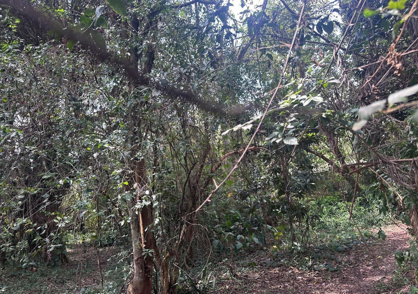 6-Acre Karen Land at KSh 85M