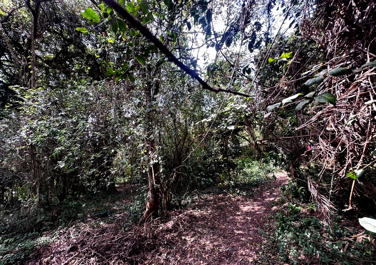 6-Acre Karen Land at KSh 85M