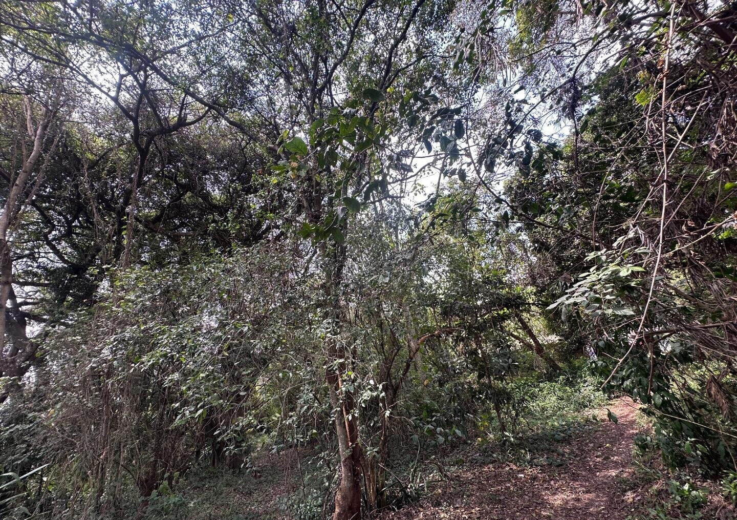 6-Acre Karen Land at KSh 85M