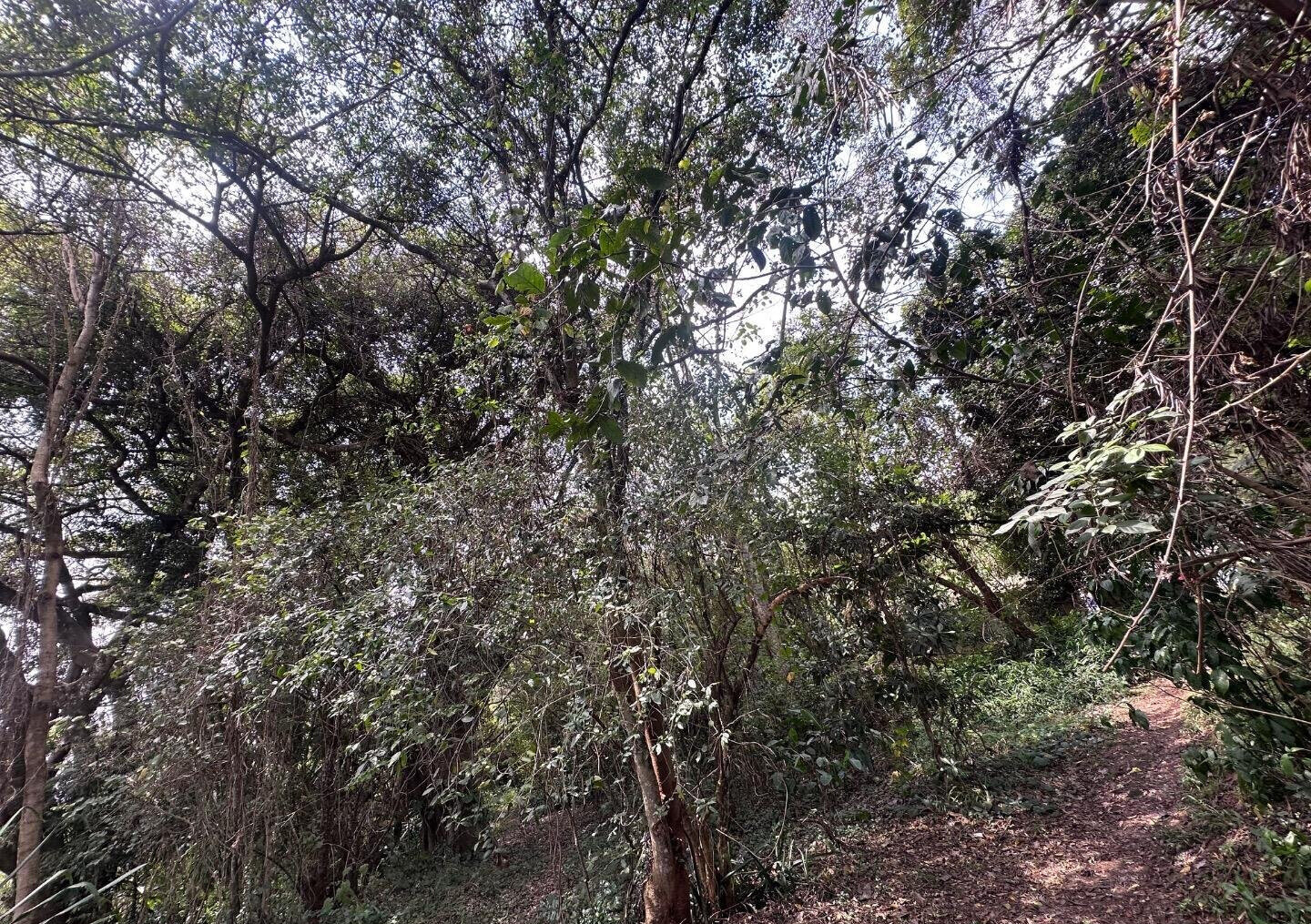 6-Acre Karen Land at KSh 85M