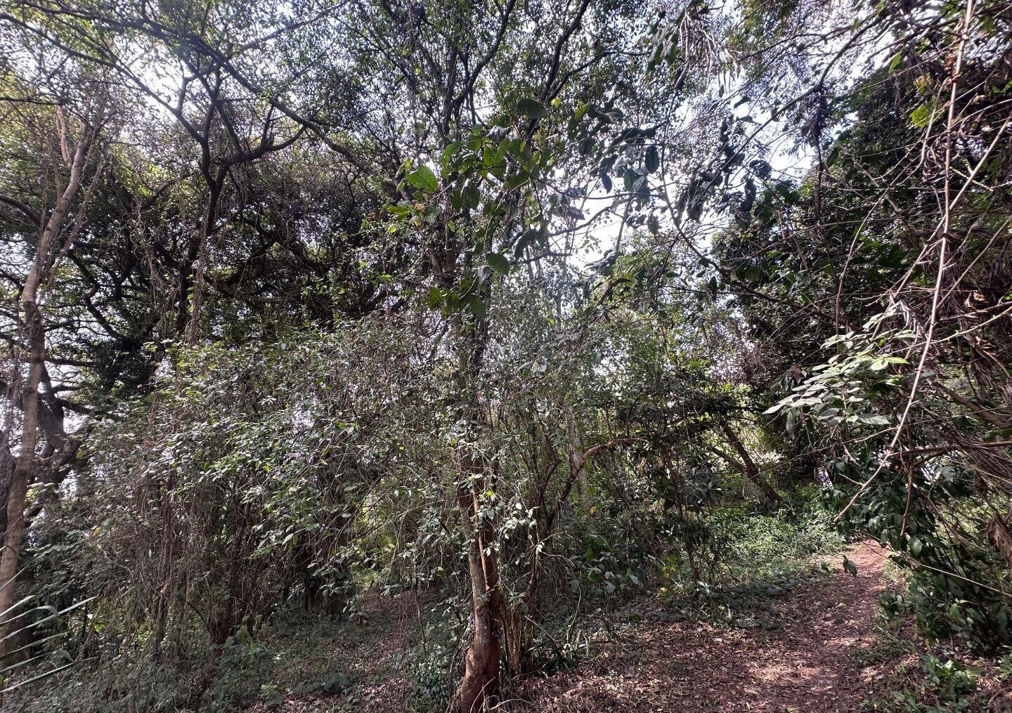 6-Acre Karen Land at KSh 85M