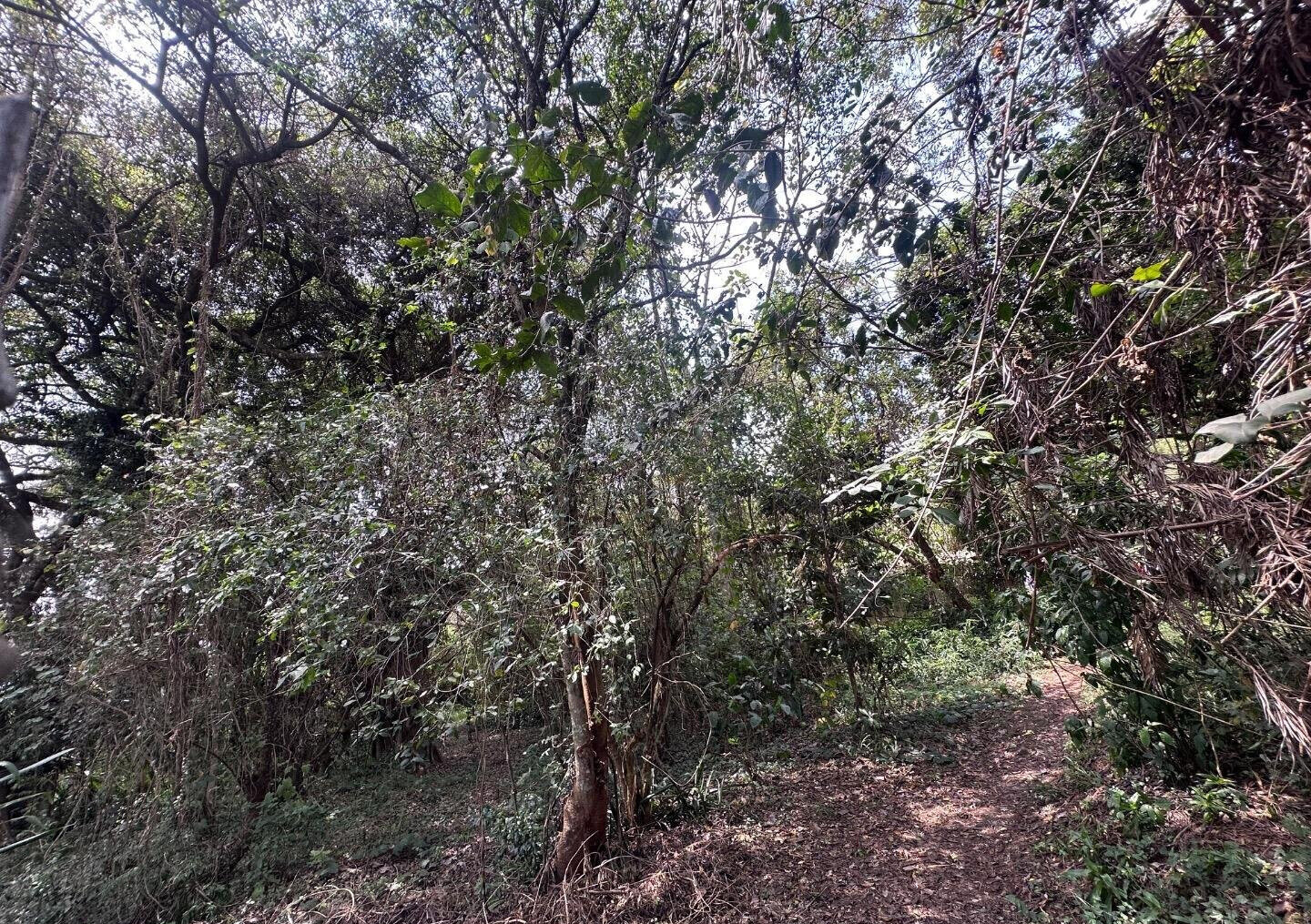 6-Acre Karen Land at KSh 85M