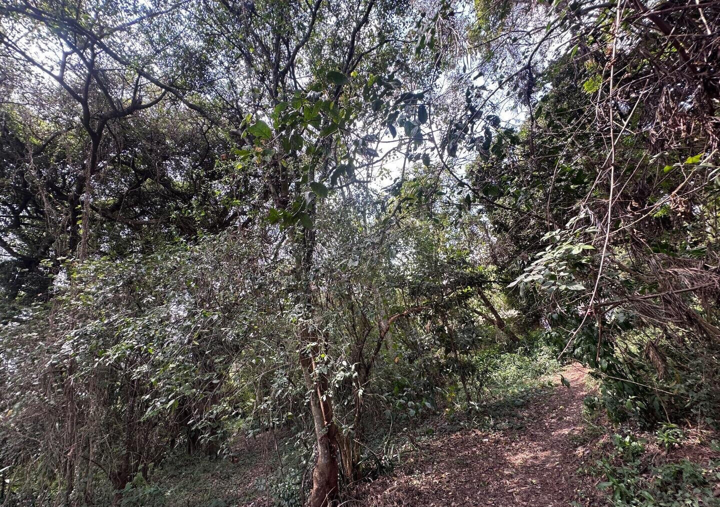 6-Acre Karen Land at KSh 85M