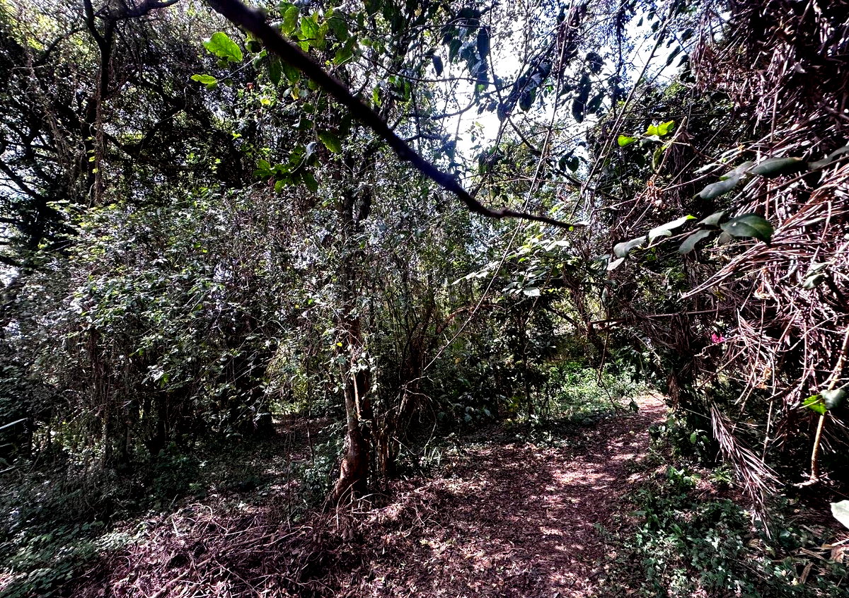 6-Acre Karen Land at KSh 85M
