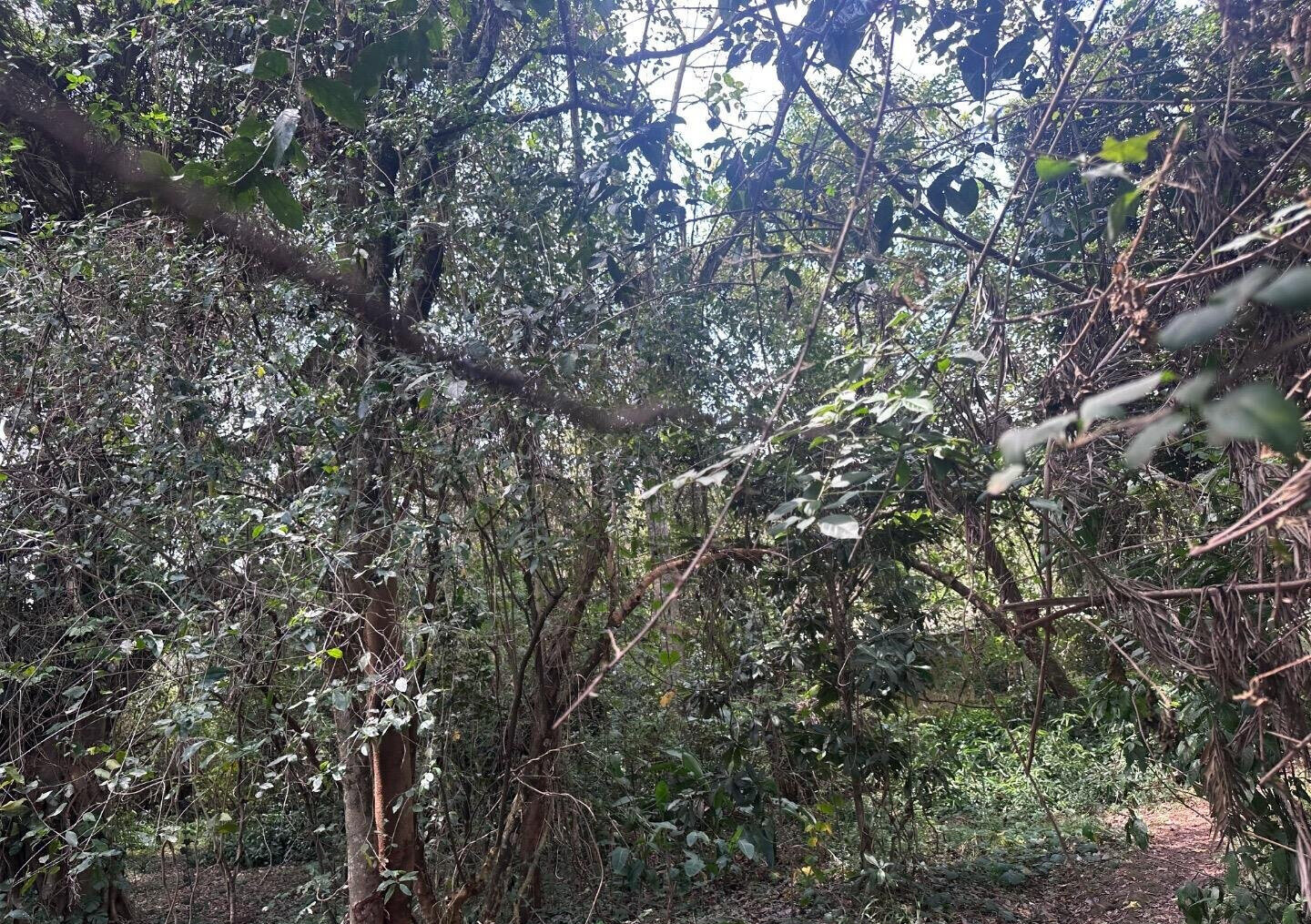 6-Acre Karen Land at KSh 85M