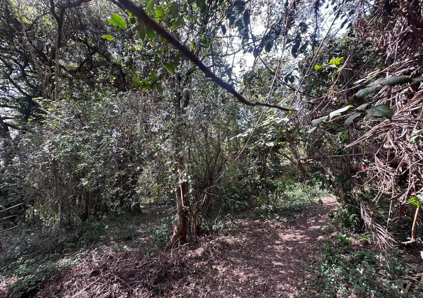 6-Acre Karen Land at KSh 85M