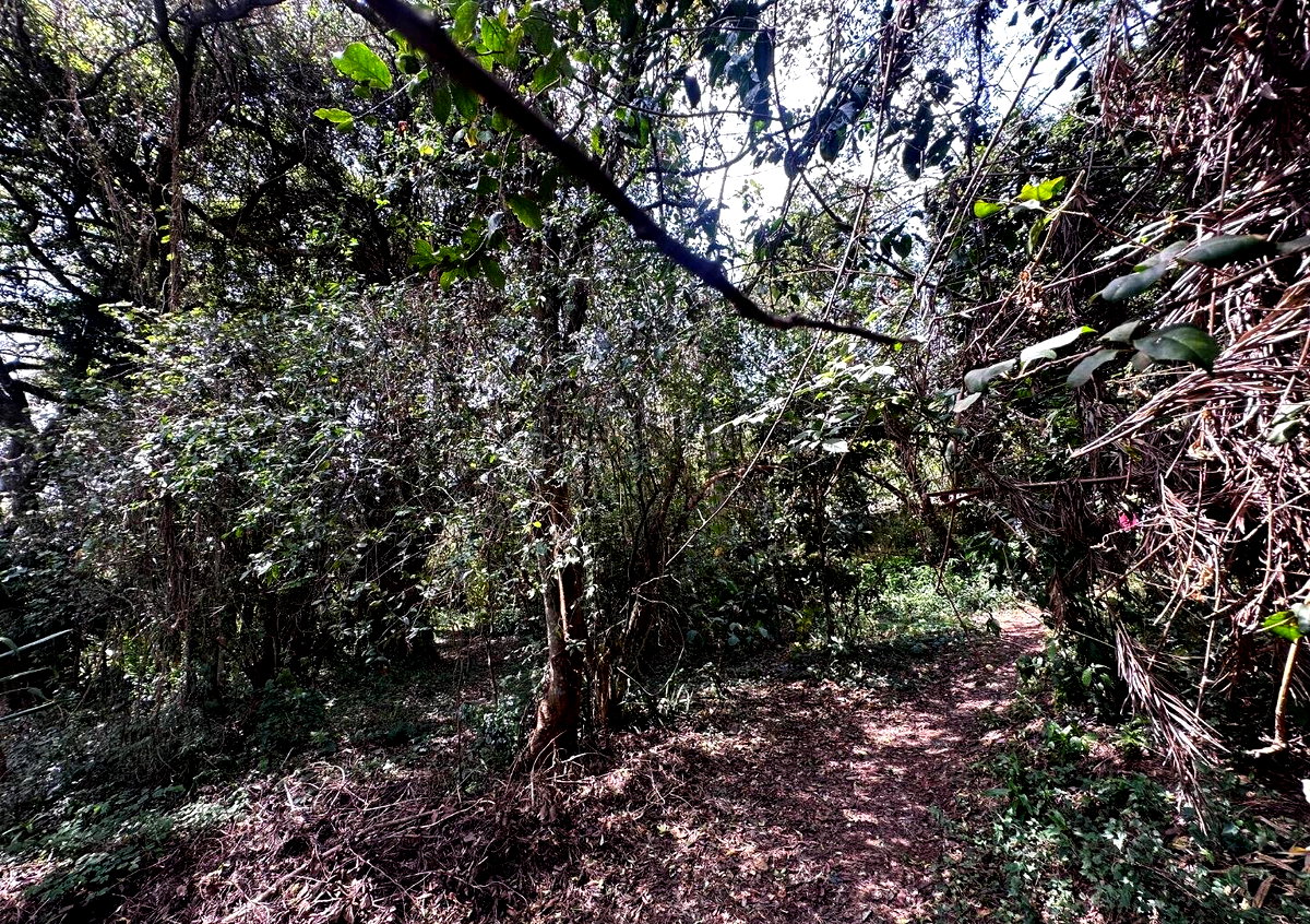 6-Acre Karen Land at KSh 85M