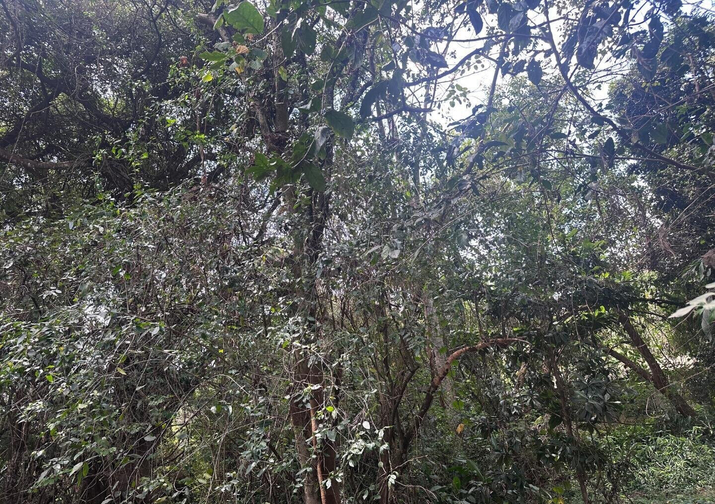 6-Acre Karen Land at KSh 85M