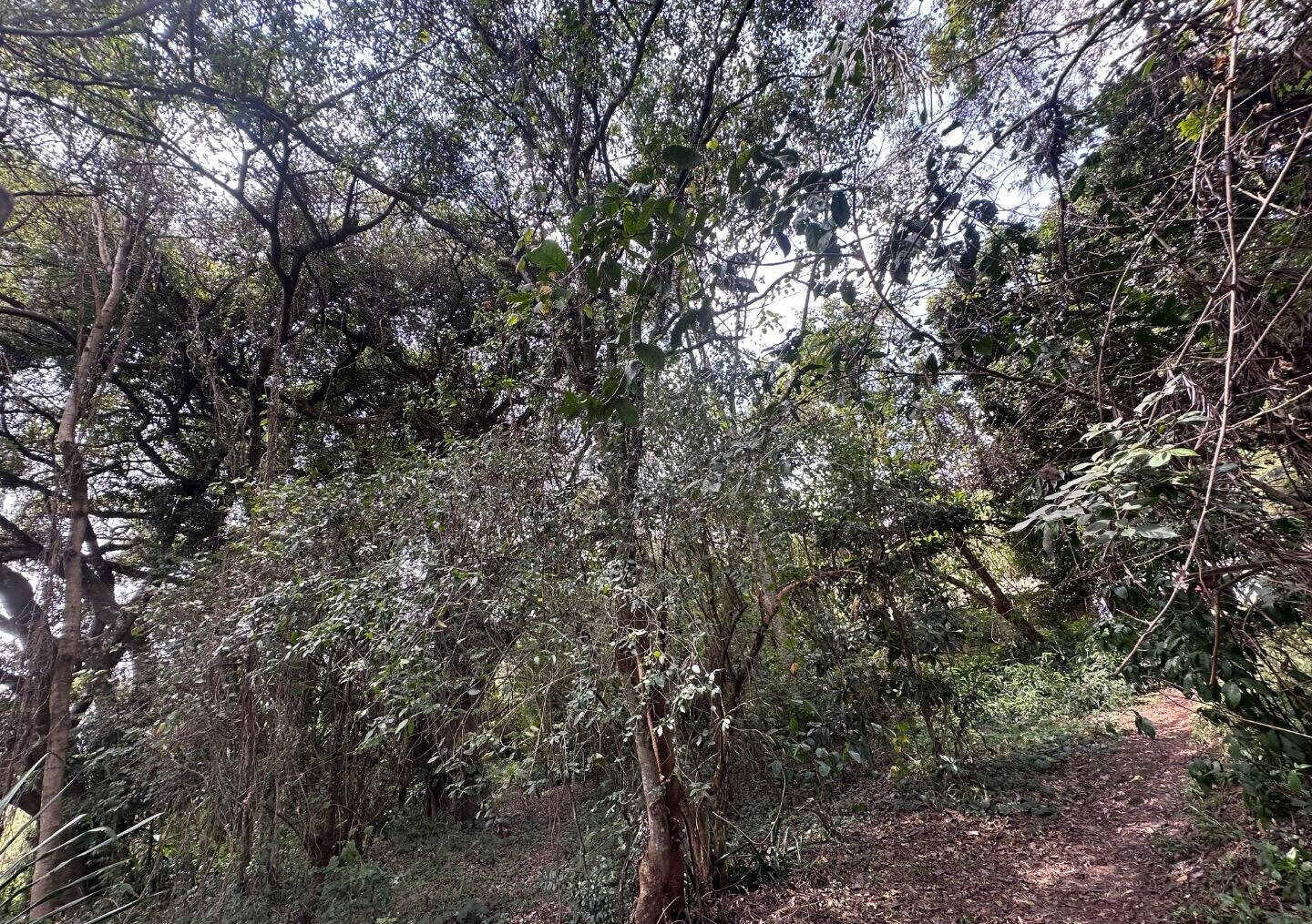 6-Acre Karen Land at KSh 85M