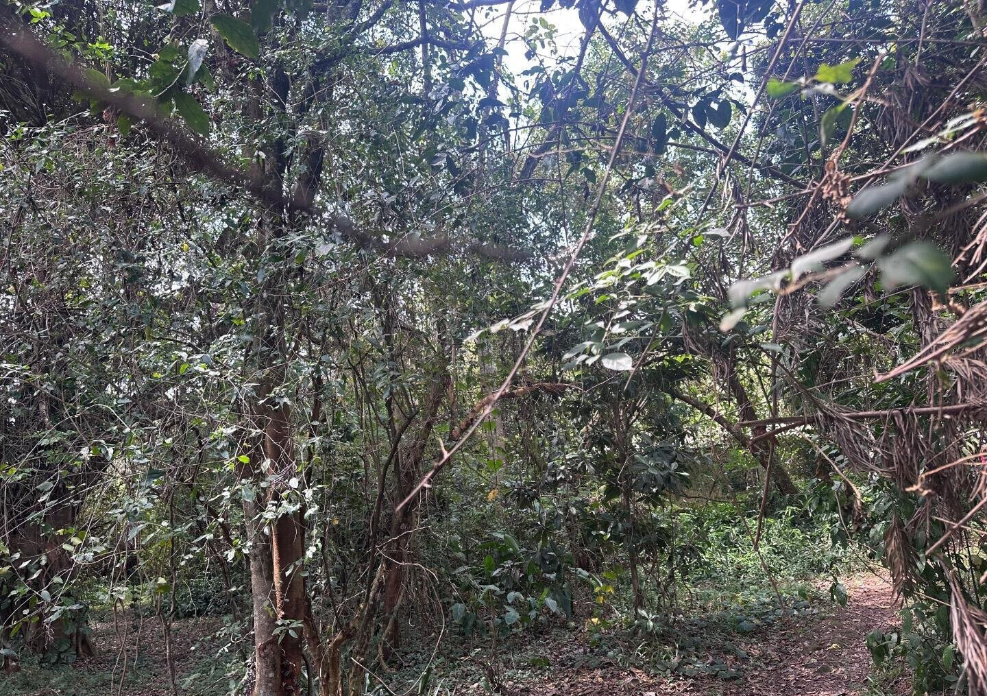 6-Acre Karen Land at KSh 85M