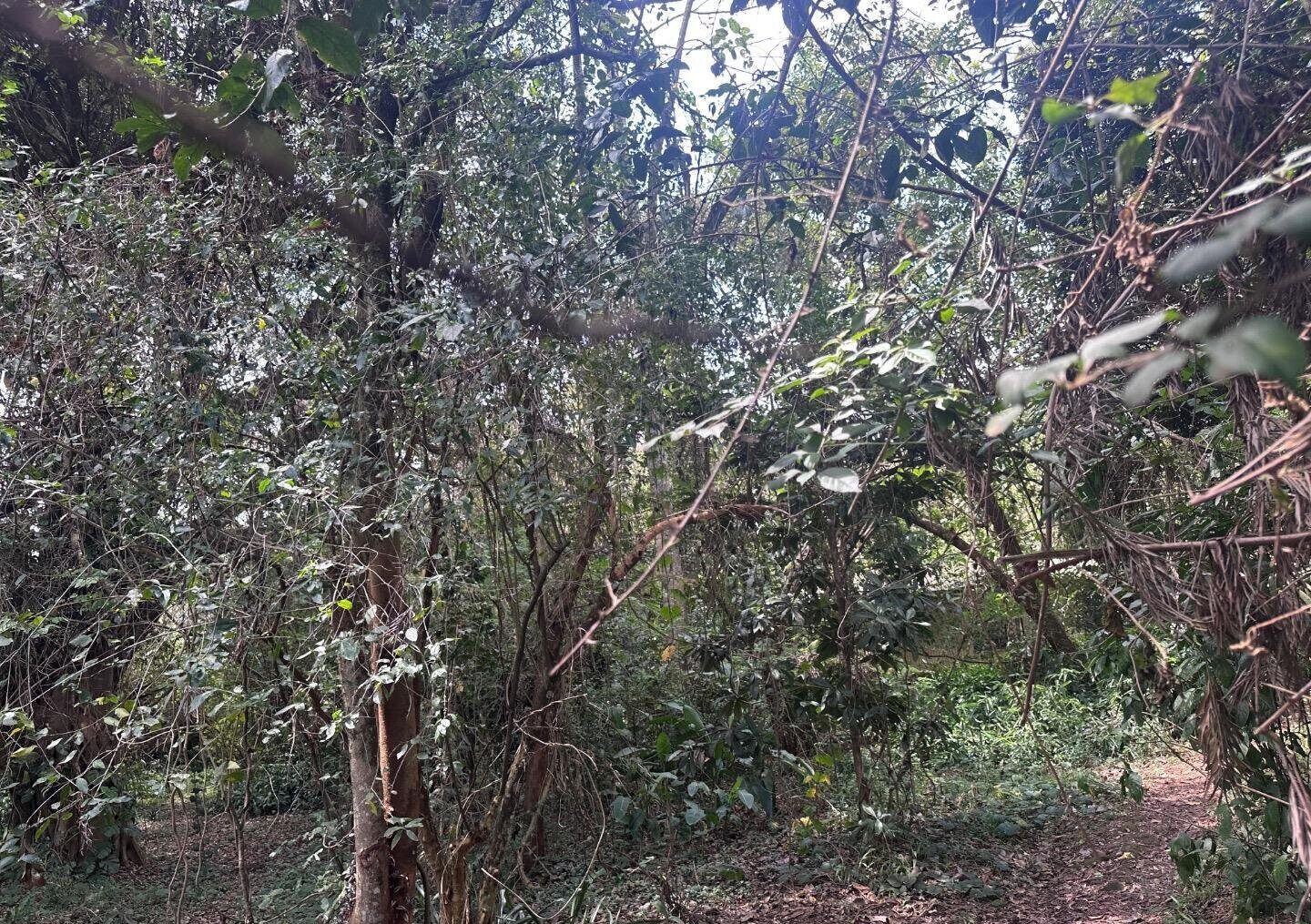 6-Acre Karen Land at KSh 85M
