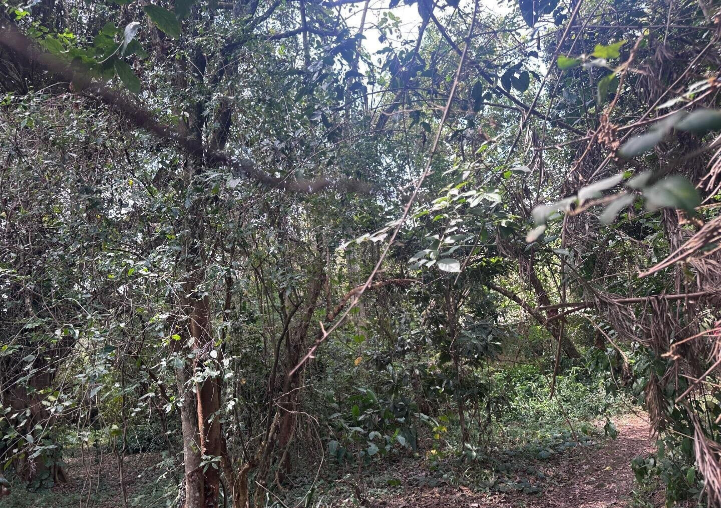 6-Acre Karen Land at KSh 85M