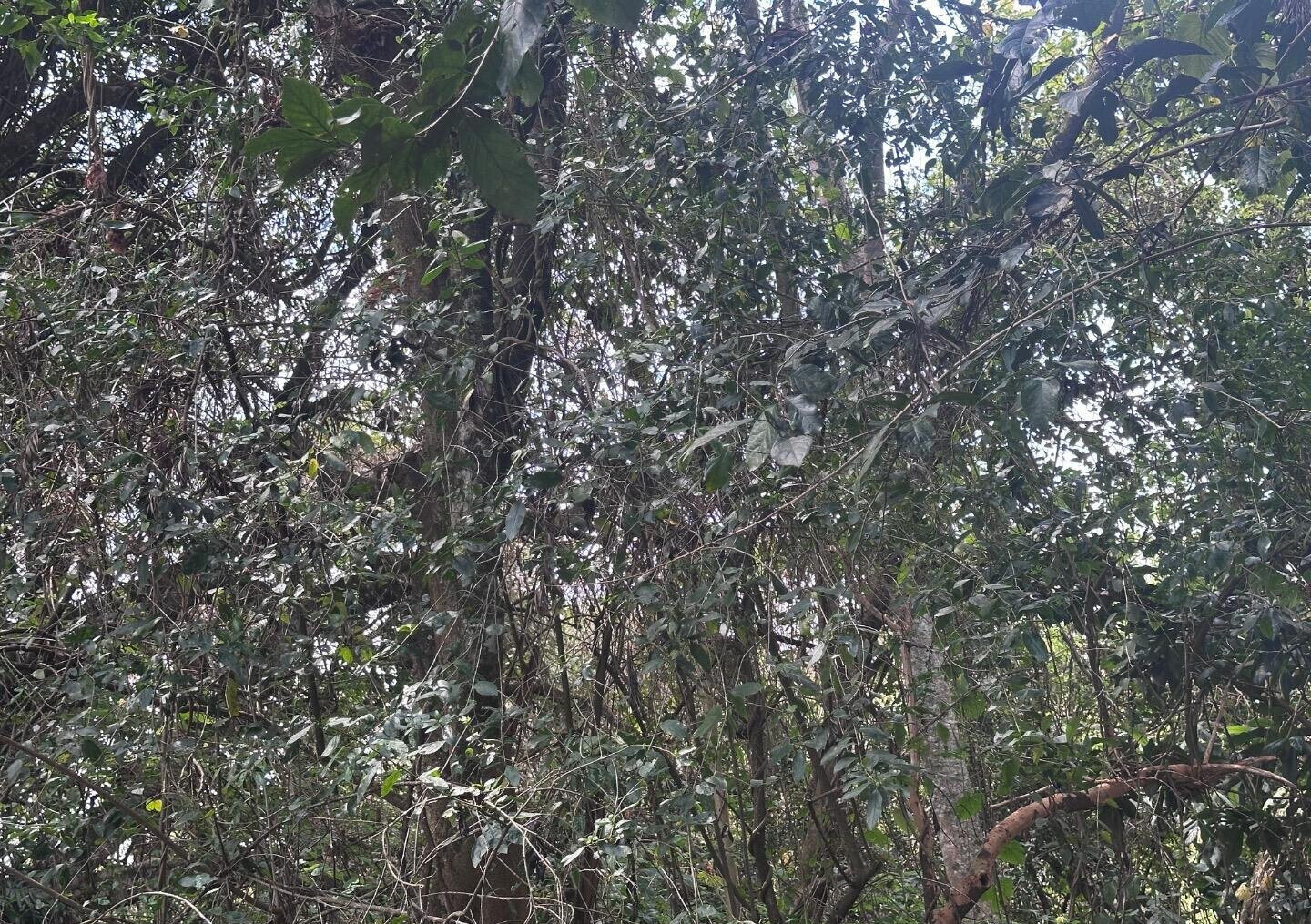 6-Acre Karen Land at KSh 85M