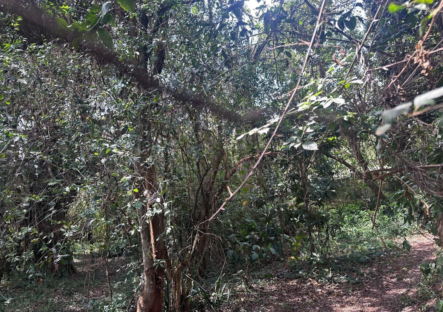 6-Acre Karen Land at KSh 85M