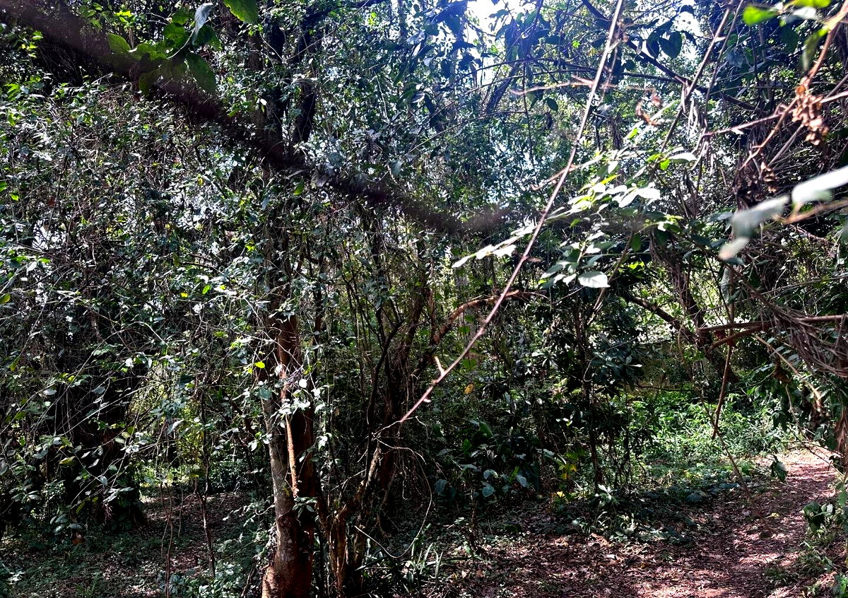 6-Acre Karen Land at KSh 85M