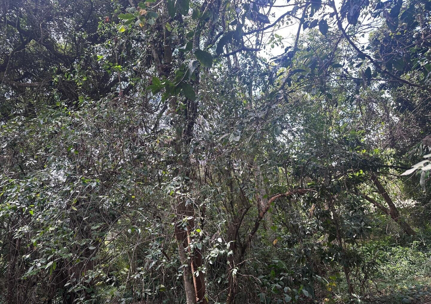 6-Acre Karen Land at KSh 85M