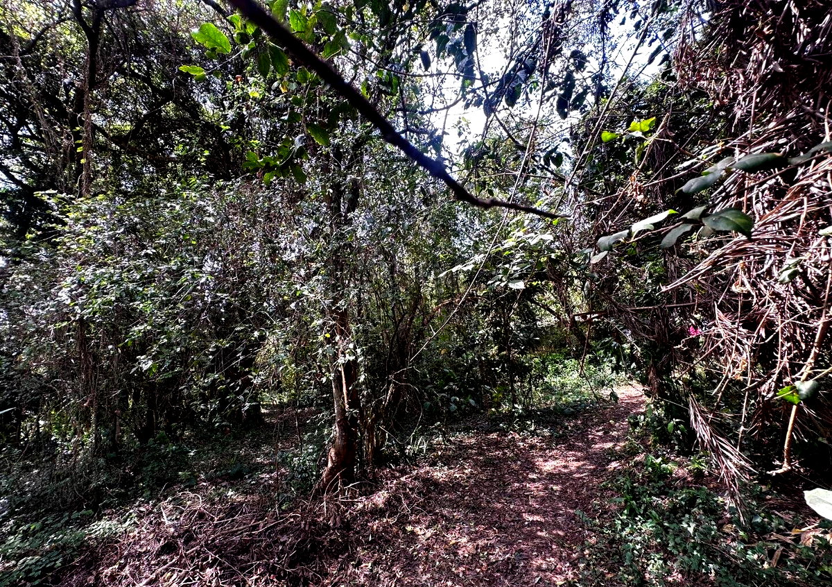 6-Acre Karen Land at KSh 85M