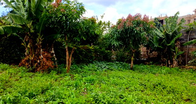Quarter Acre Garden Plot in Ruiru