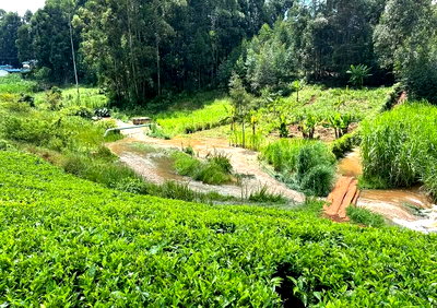 10-Acre Tea Farm with Garden