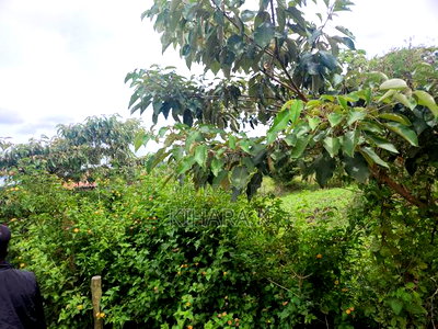 One Acre in Rimpa Area - Image 3