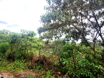 One Acre in Rimpa Area - Image 2