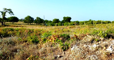 Quarter Acre Plot in Malindi's Casuarina