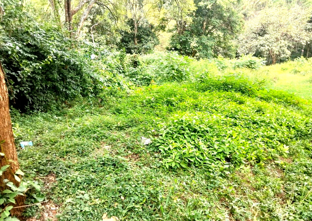 3.1-Acre Muthaiga Gem for KSh 140M