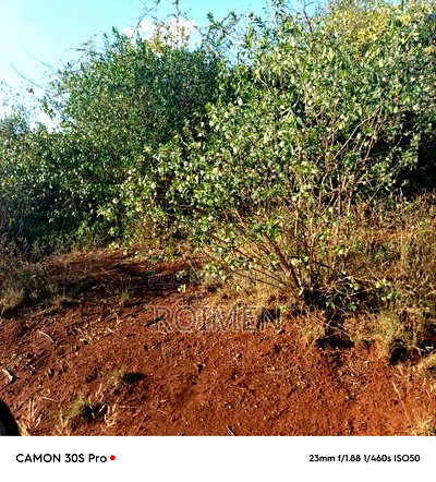 13 Ekali Entarara Kwa 500,000 Kila Eka - Image 6