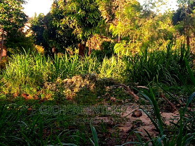 Thika Horticultural - Image 2