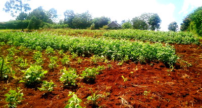 1-Acre Runda Plot at KSh 70M