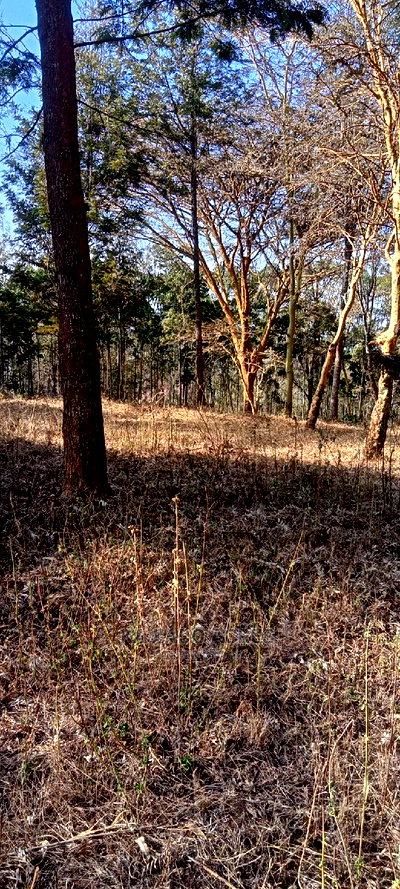 Prime 13 Acres Lukenya - Image 4