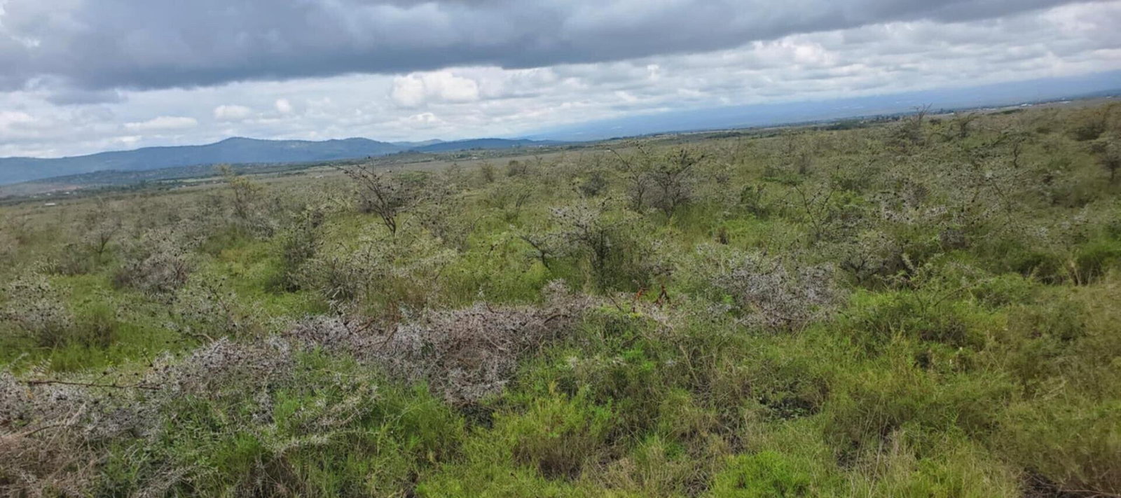 10-Acre Plot in Laikipia Central