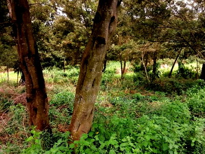 100x100 Residential Plot for Sale in Kikuyu G3 - Image 7