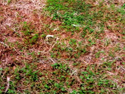 100x100 Residential Plot for Sale in Kikuyu G3 - Image 3