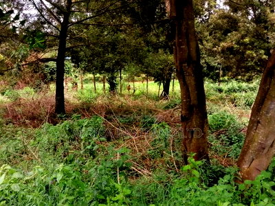 100x100 Residential Plot for Sale in Kikuyu G3 - Image 4