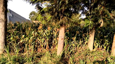 Residential Eighth Acre Plot in Ngong, Olkeri 250 Meters From Tarmac - Image 4