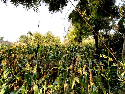 Residential Eighth Acre Plot in Ngong, Olkeri 250 Meters From Tarmac - Image 2