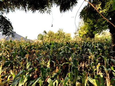 Residential Eighth Acre Plot in Ngong, Olkeri 250 Meters From Tarmac - Image 1