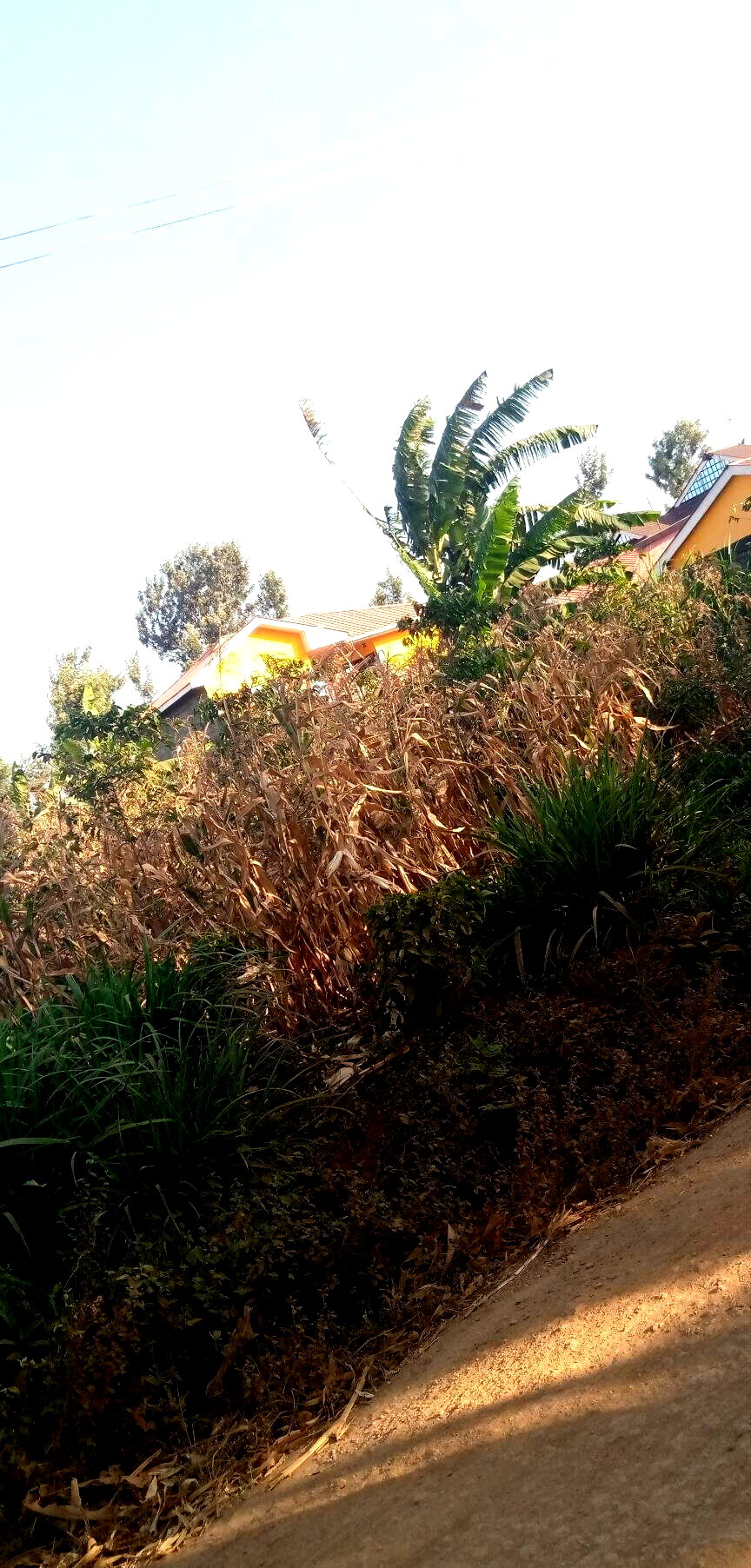 Quarter Acre Land in Kiambu for KSh 6M