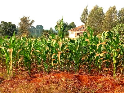 40*80 Residential Plot on Sale at Kiambu Anmer Estate at 1.6m - Image 8