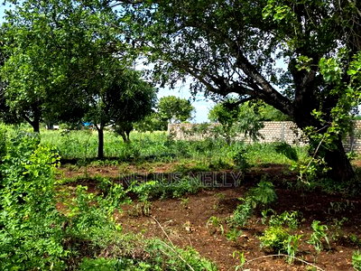 Bofa Plots Kilifi Walking Distance From Highway - Image 5