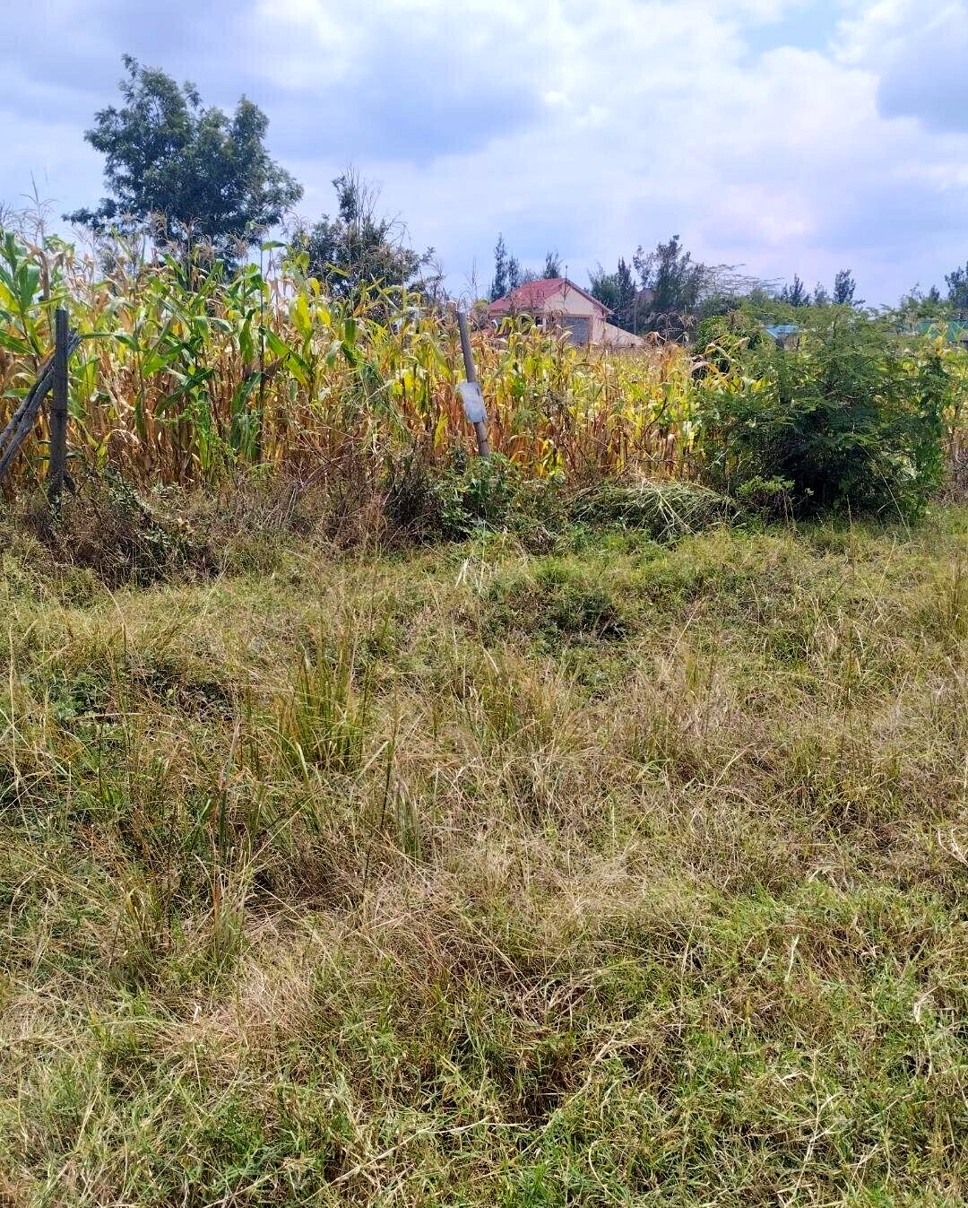 1/8 Acre Plot in Kamakis